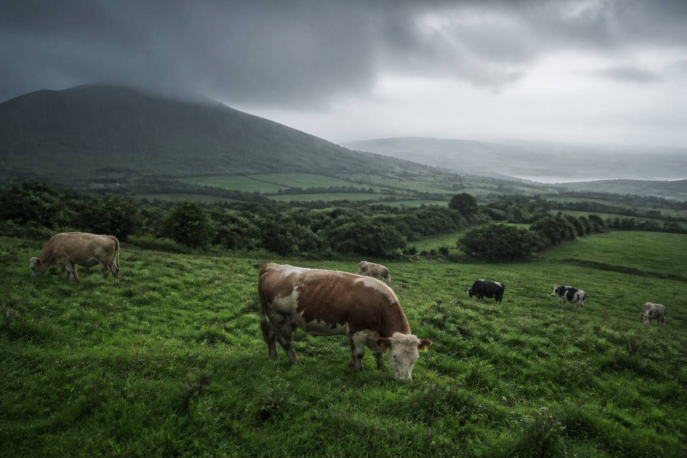 Green pasture